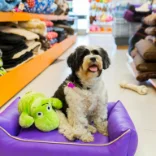 Pet Store
